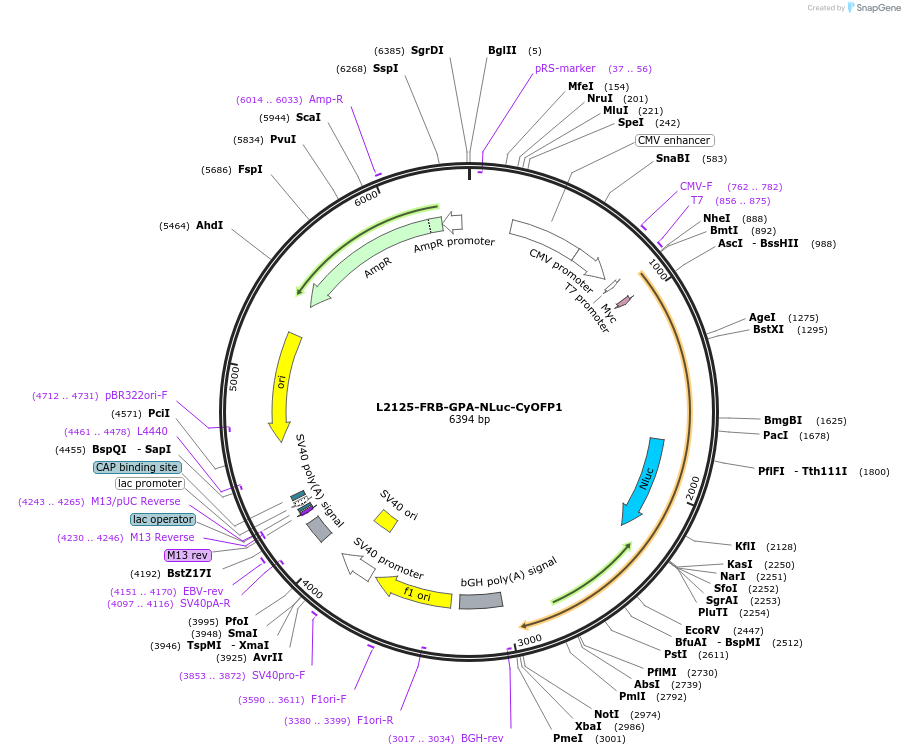 222885-plasmid-map-sequence-id-440204