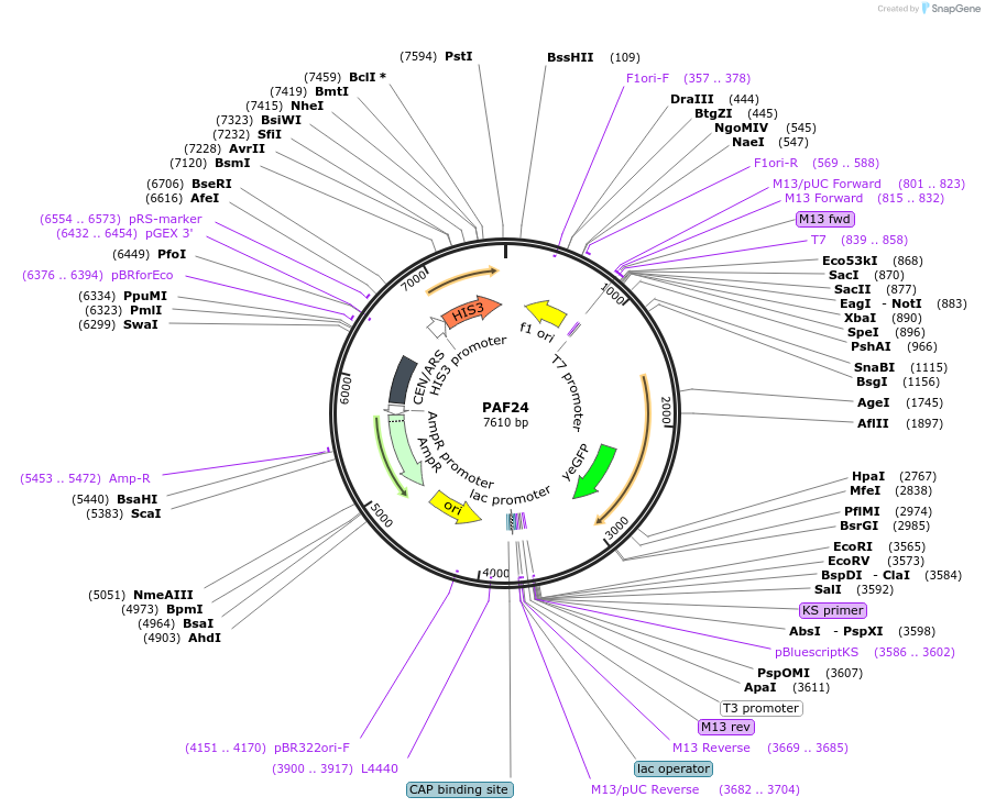 223172-plasmid-map-sequence-id-440212