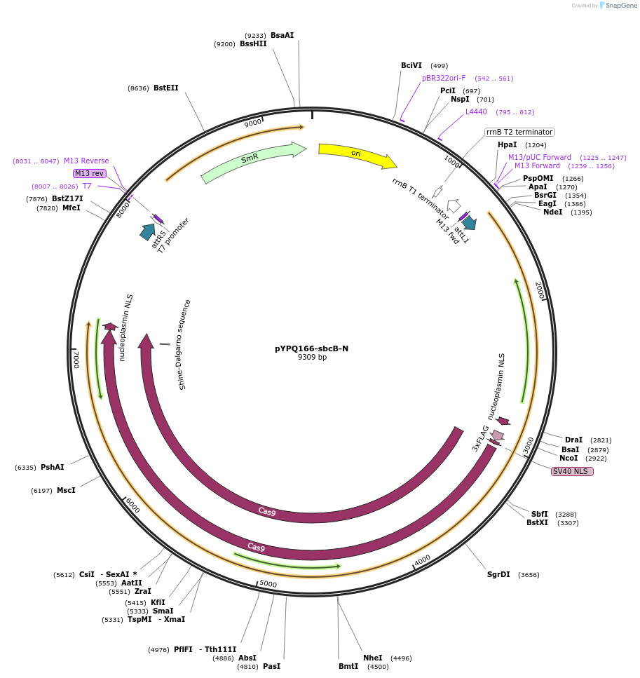 220305-plasmid-map-sequence-id-440214