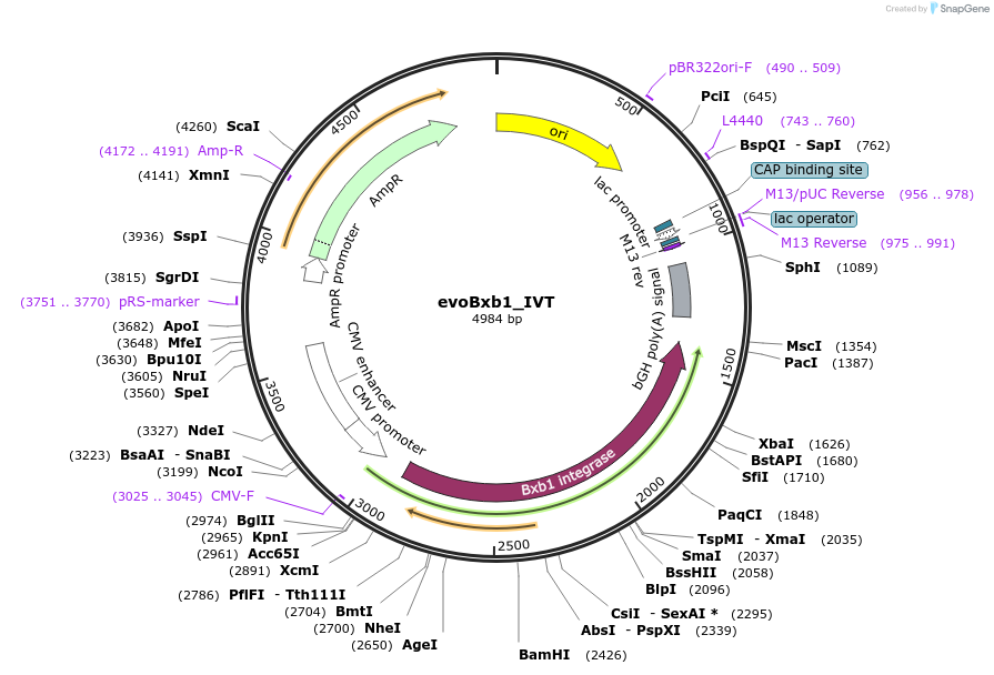 222341-plasmid-map-sequence-id-440248