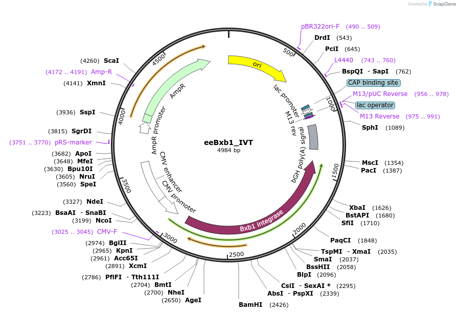 222342-plasmid-map-sequence-id-440249
