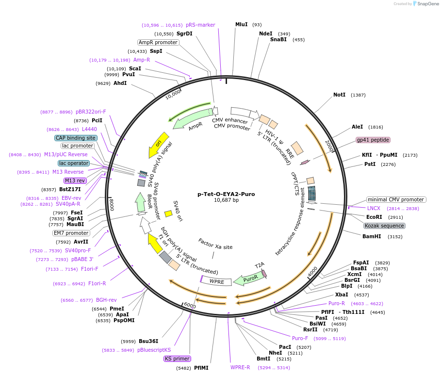 221669-plasmid-map-sequence-id-440255