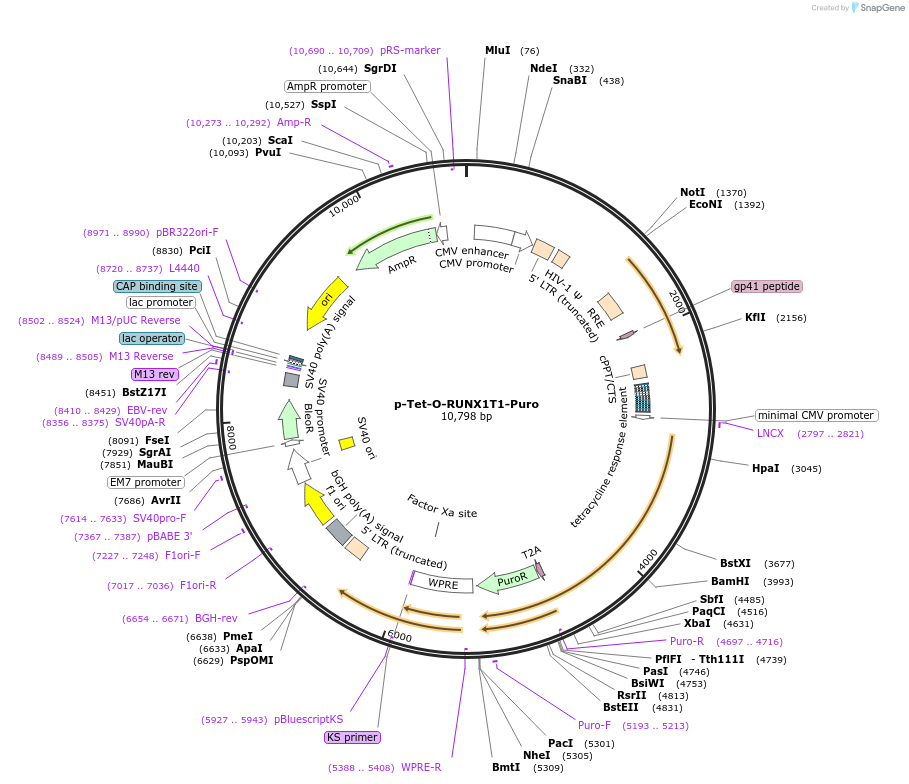 221666-plasmid-map-sequence-id-440258