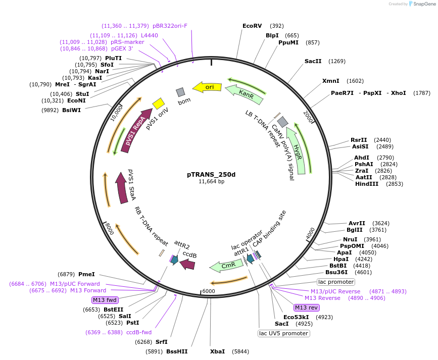 91124-plasmid-map-sequence-id-440270