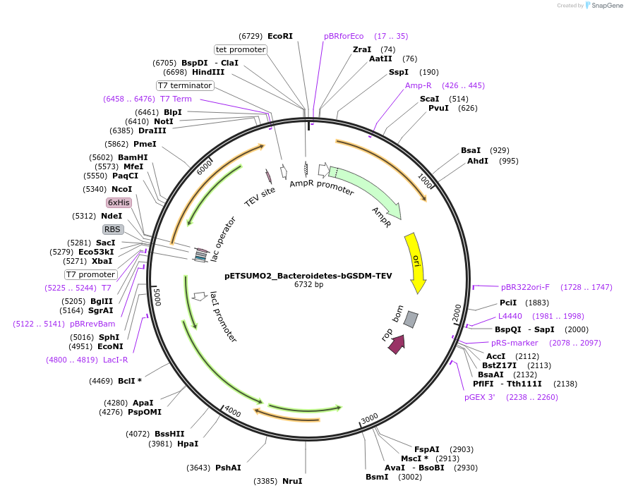 222101-plasmid-map-sequence-id-440273