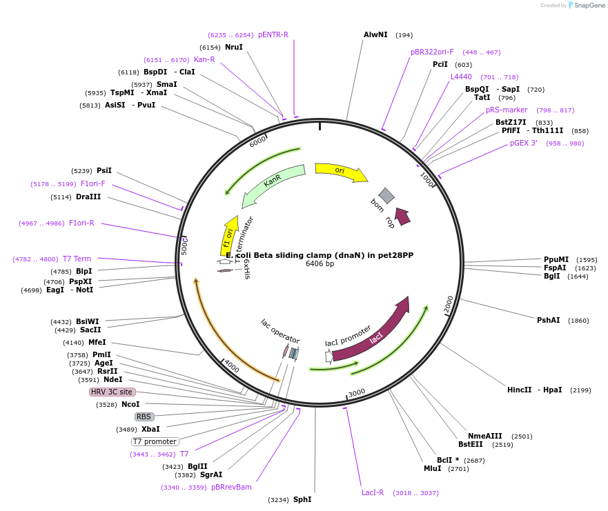 217412-plasmid-map-sequence-id-440343