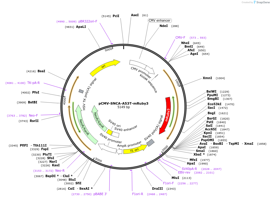 215379-plasmid-map-sequence-id-440345