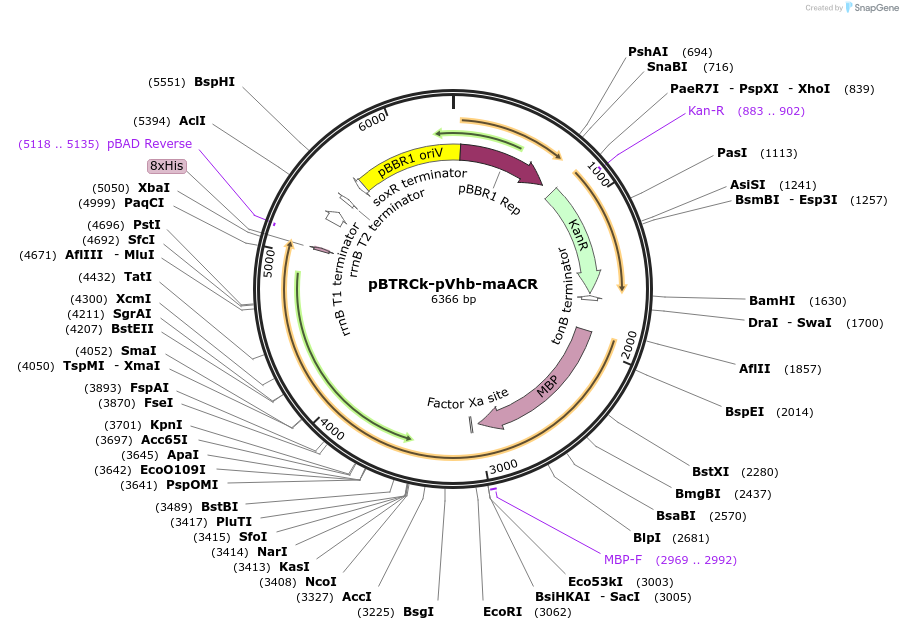 215651-plasmid-map-sequence-id-440374