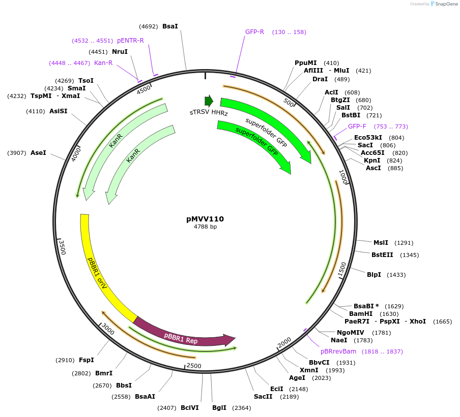 215340-plasmid-map-sequence-id-440376