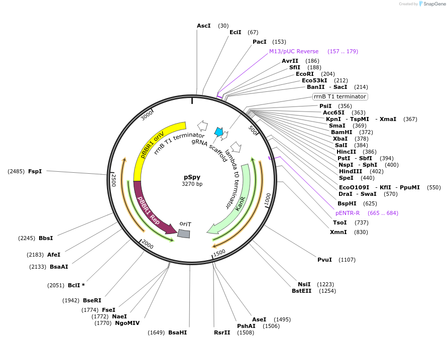 220184-plasmid-map-sequence-id-440436