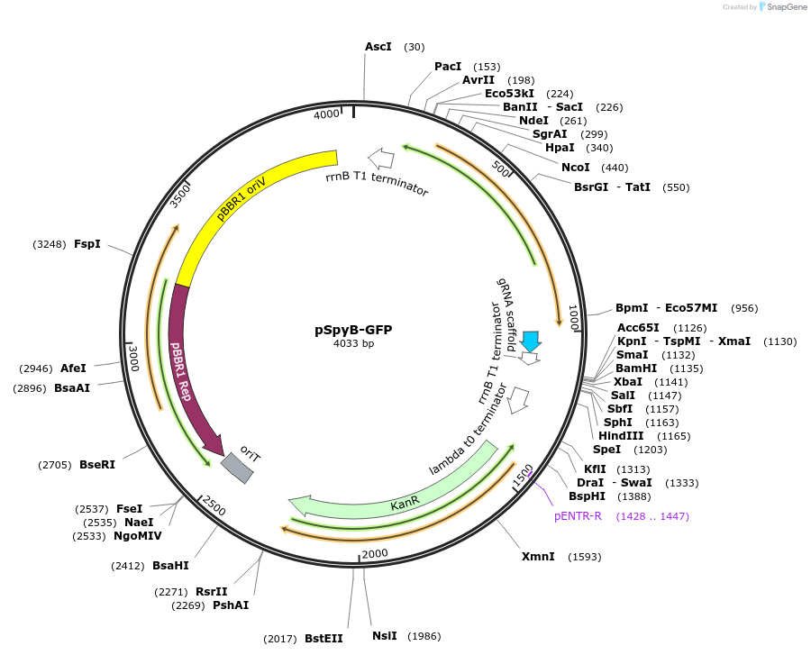 220190-plasmid-map-sequence-id-440437