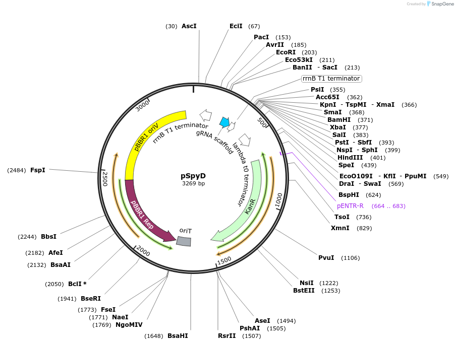 220188-plasmid-map-sequence-id-440440