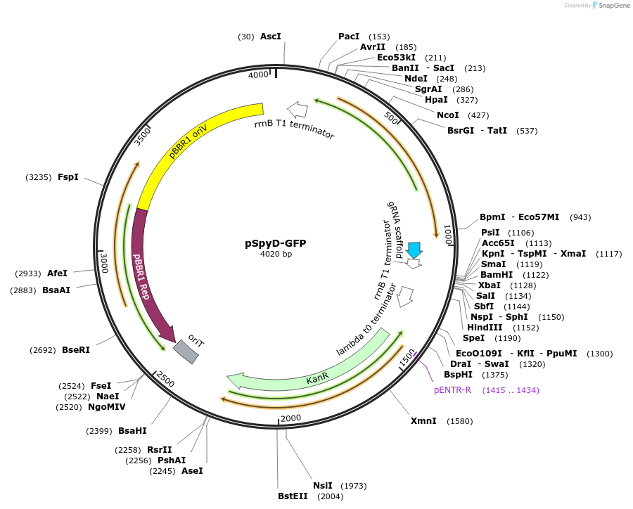 220192-plasmid-map-sequence-id-440441