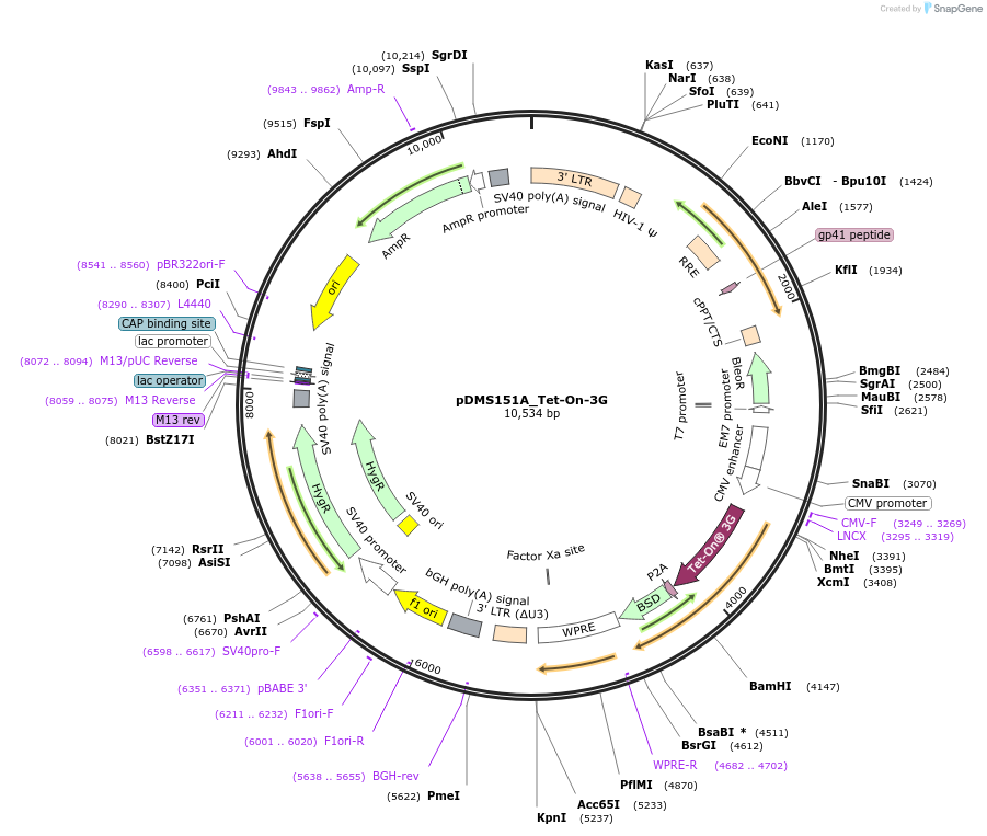 191577-plasmid-map-sequence-id-440476