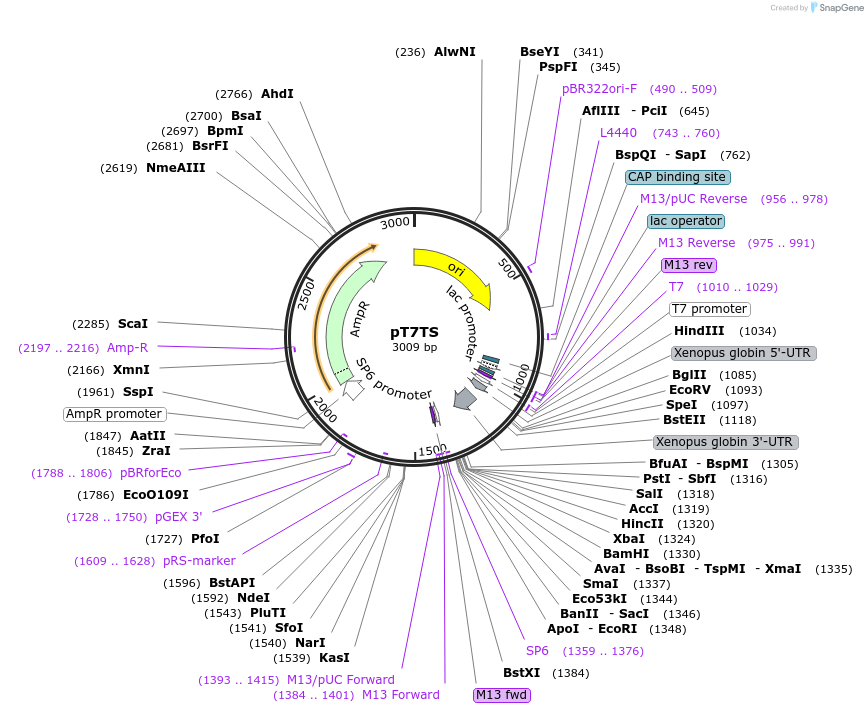 17091-plasmid-map-sequence-id-440478