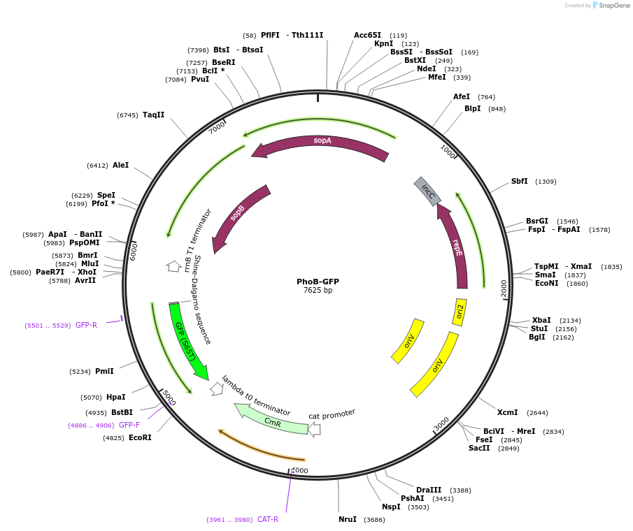 220163-plasmid-map-sequence-id-440605