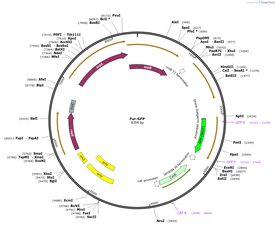 220156-plasmid-map-sequence-id-440606