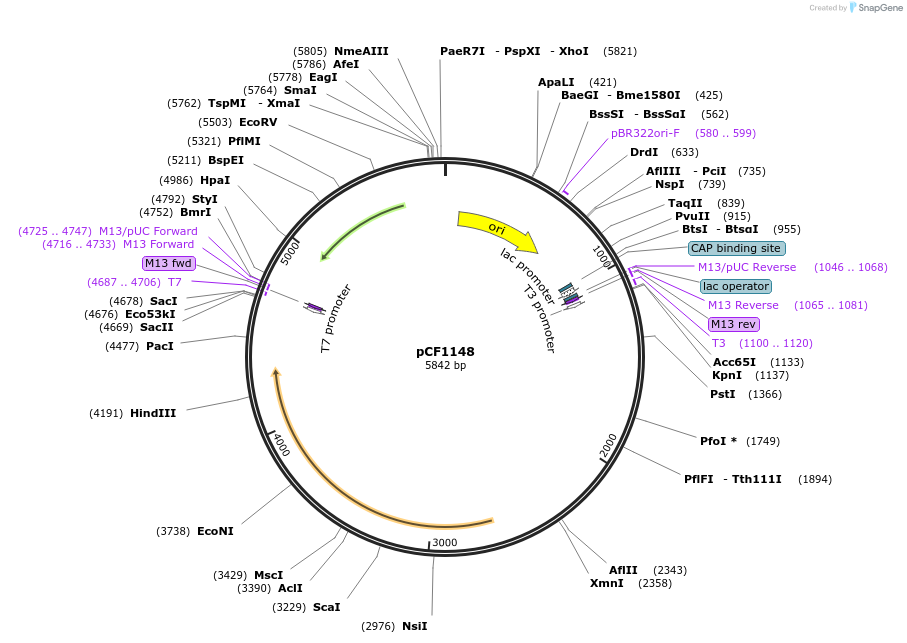 222330-plasmid-map-sequence-id-440610