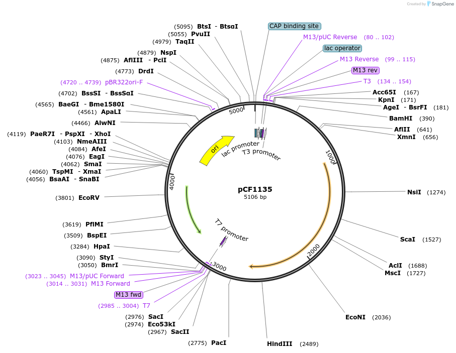 222106-plasmid-map-sequence-id-440611