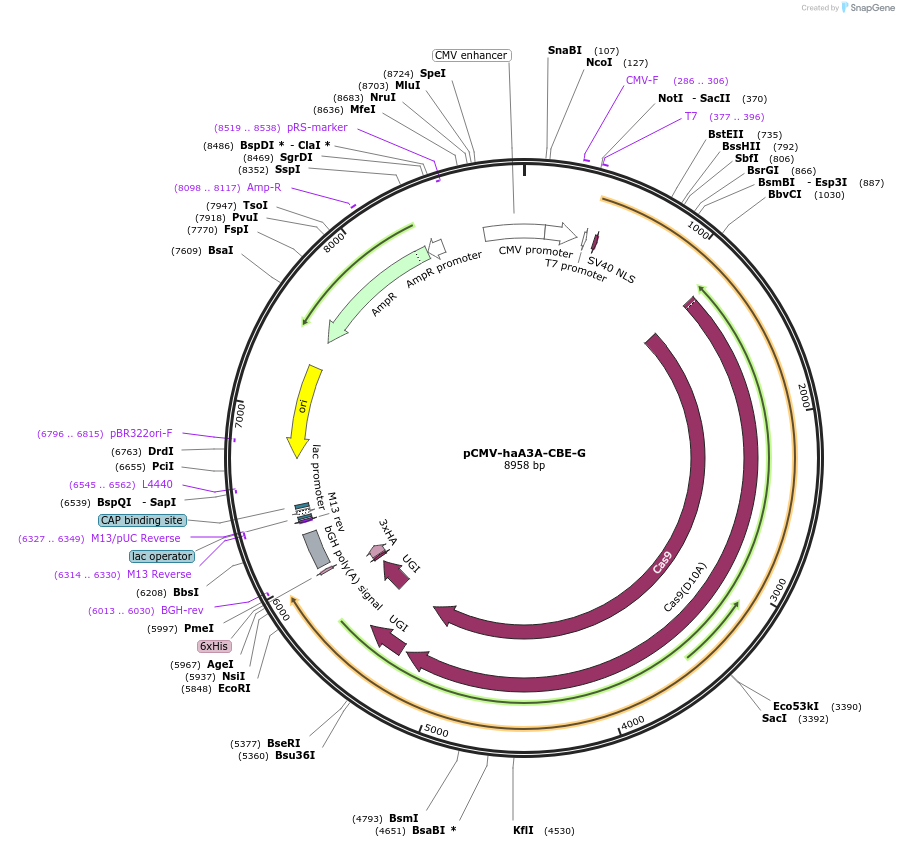 220894-plasmid-map-sequence-id-440616