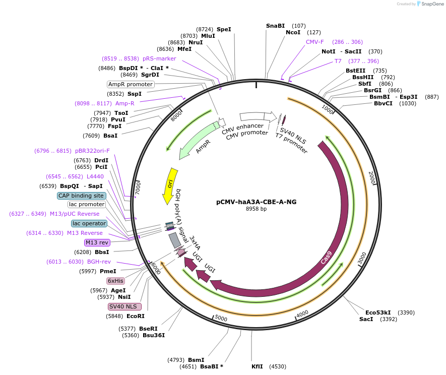 220895-plasmid-map-sequence-id-440617