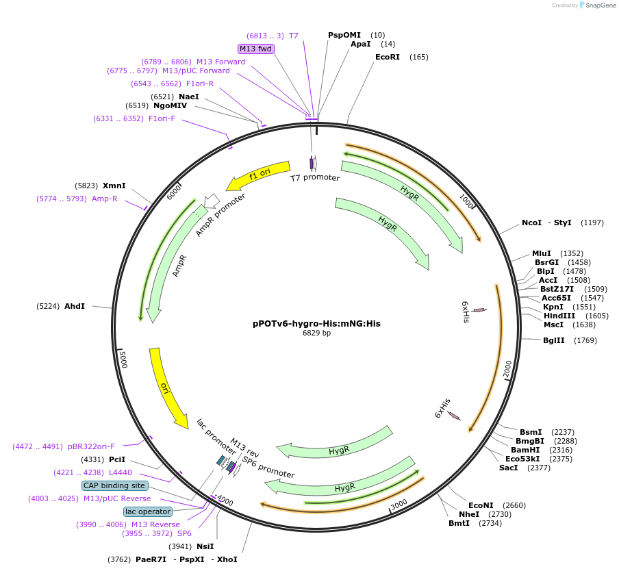 201096-plasmid-map-sequence-id-440817