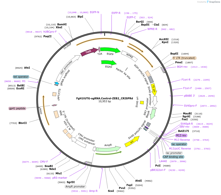 216172-plasmid-map-sequence-id-440827