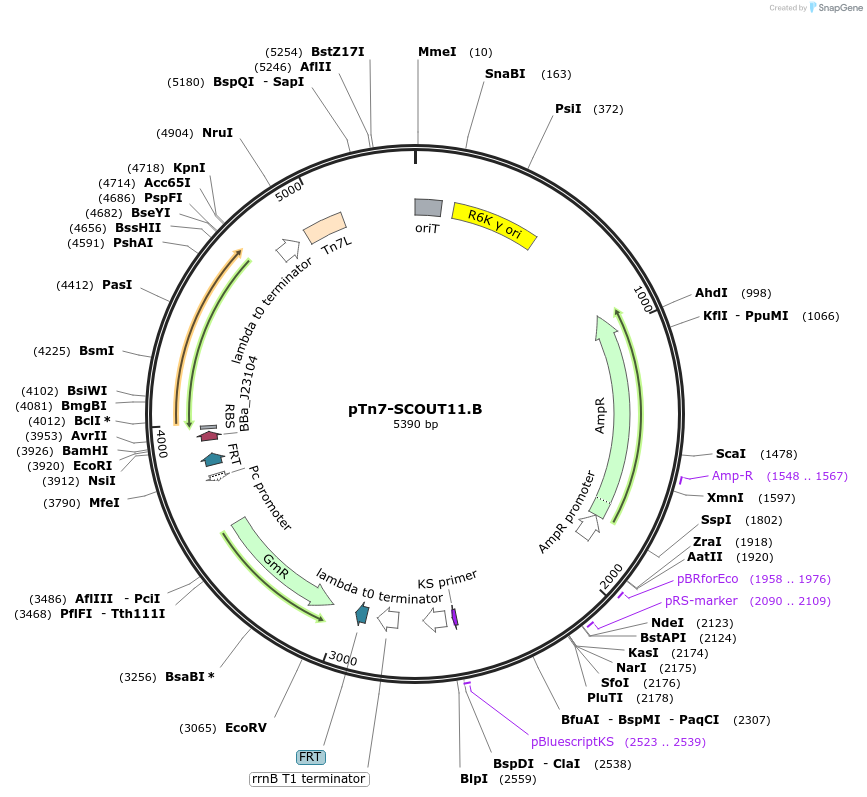 201005-plasmid-map-sequence-id-440832