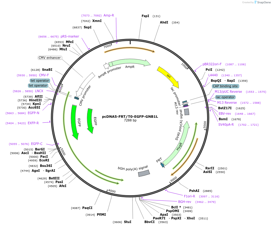 222621-plasmid-map-sequence-id-440850