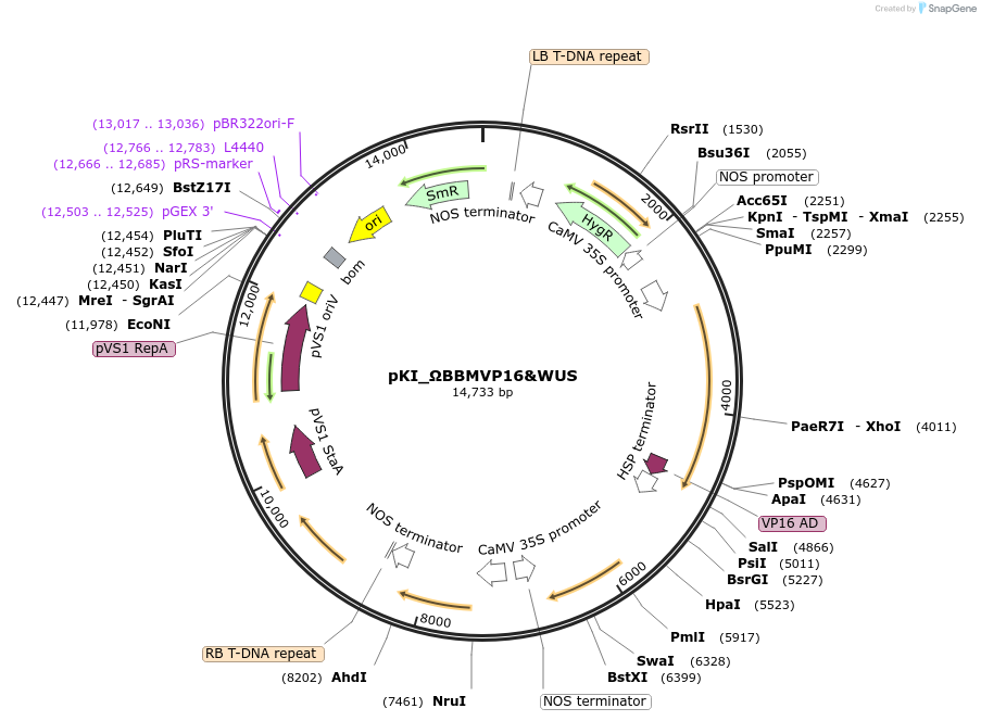 220348-plasmid-map-sequence-id-440869