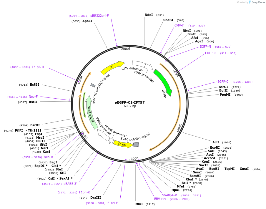 218728-plasmid-map-sequence-id-440876