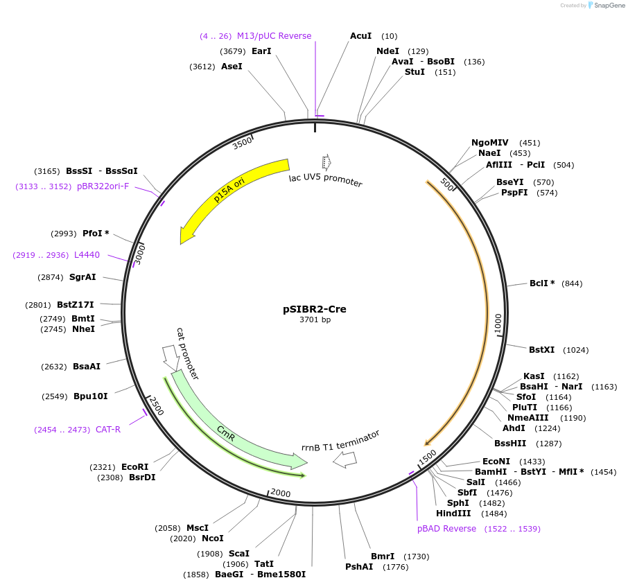 219438-plasmid-map-sequence-id-440880