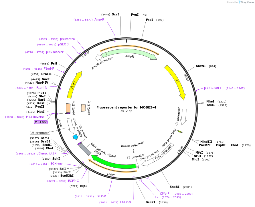 219946-plasmid-map-sequence-id-440936