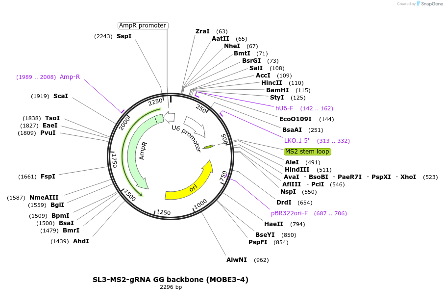 219949-plasmid-map-sequence-id-440939