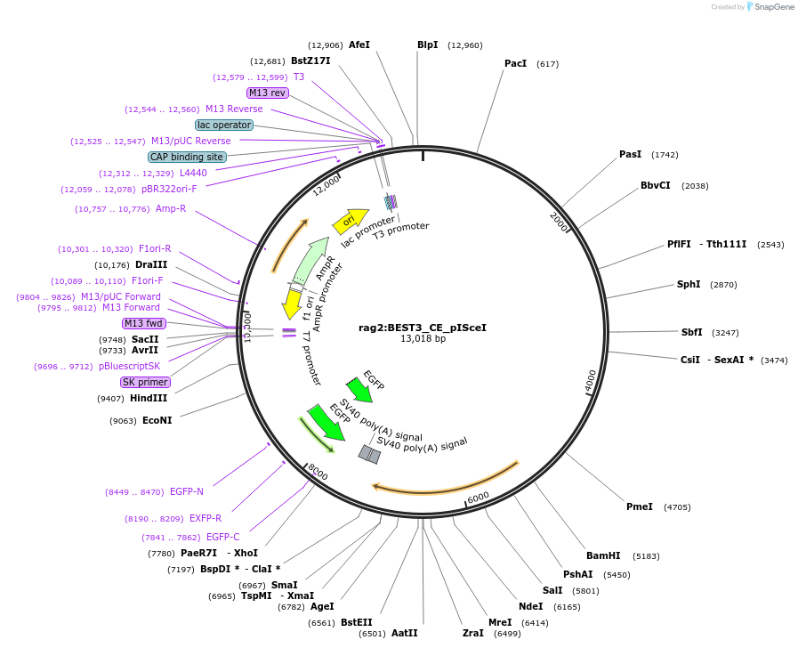 223043-plasmid-map-sequence-id-440942