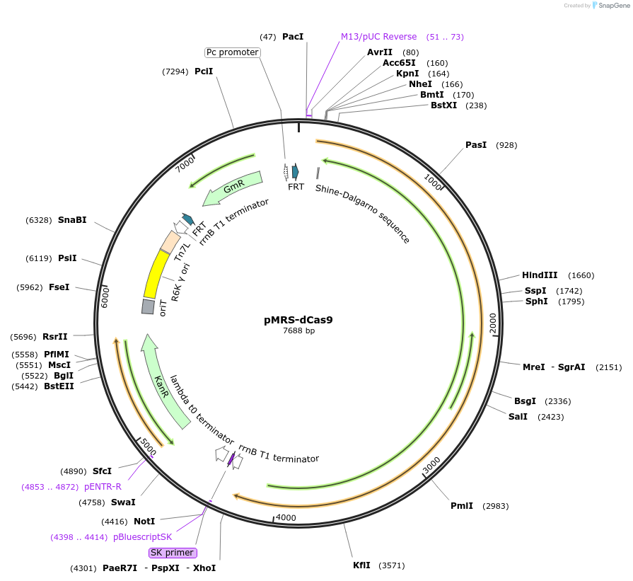 220193-plasmid-map-sequence-id-440945