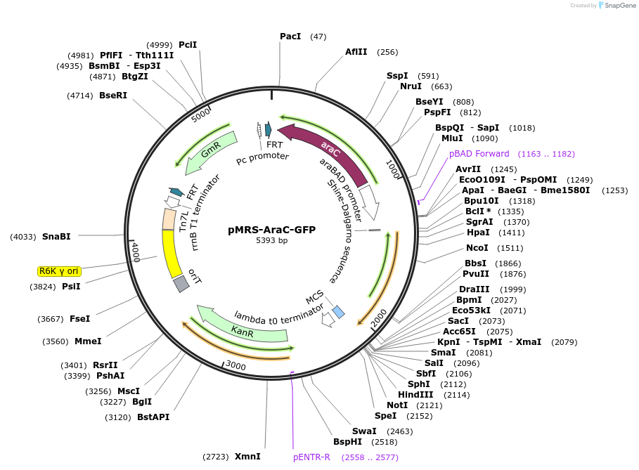 220199-plasmid-map-sequence-id-440947