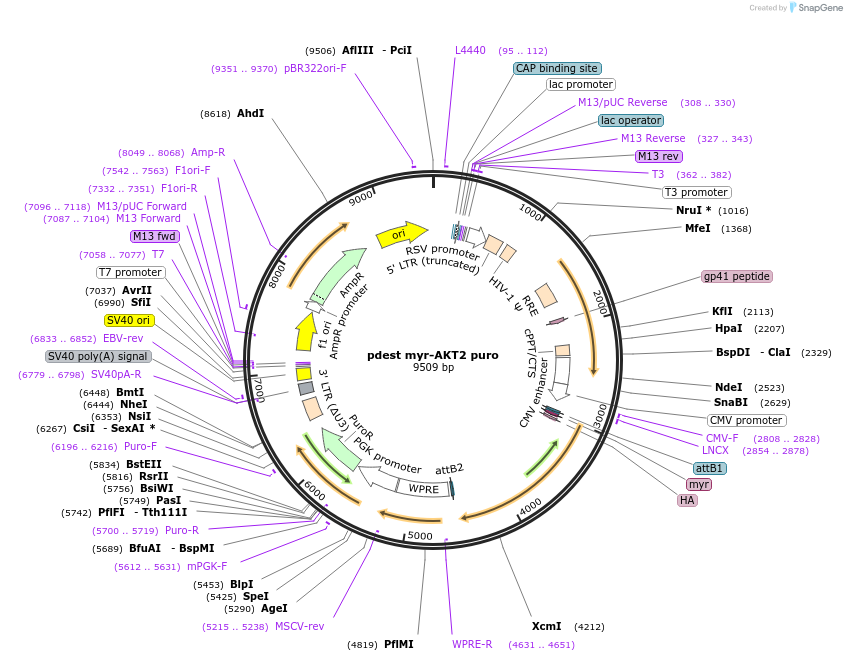 223053-plasmid-map-sequence-id-440954