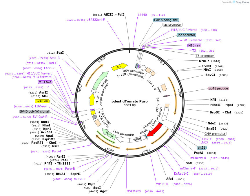 223054-plasmid-map-sequence-id-440955