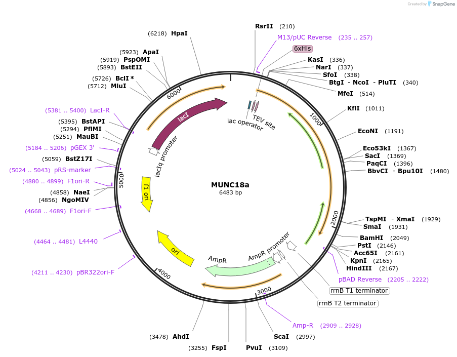 218888-plasmid-map-sequence-id-440961