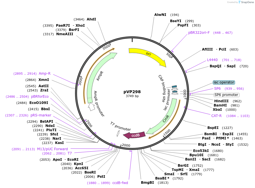 222067-plasmid-map-sequence-id-440962