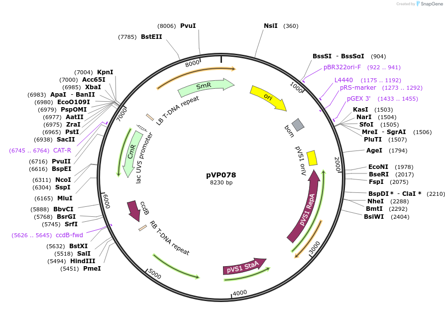 222030-plasmid-map-sequence-id-440966