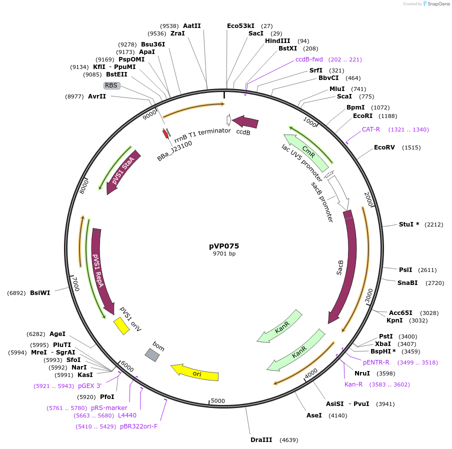 222078-plasmid-map-sequence-id-440967