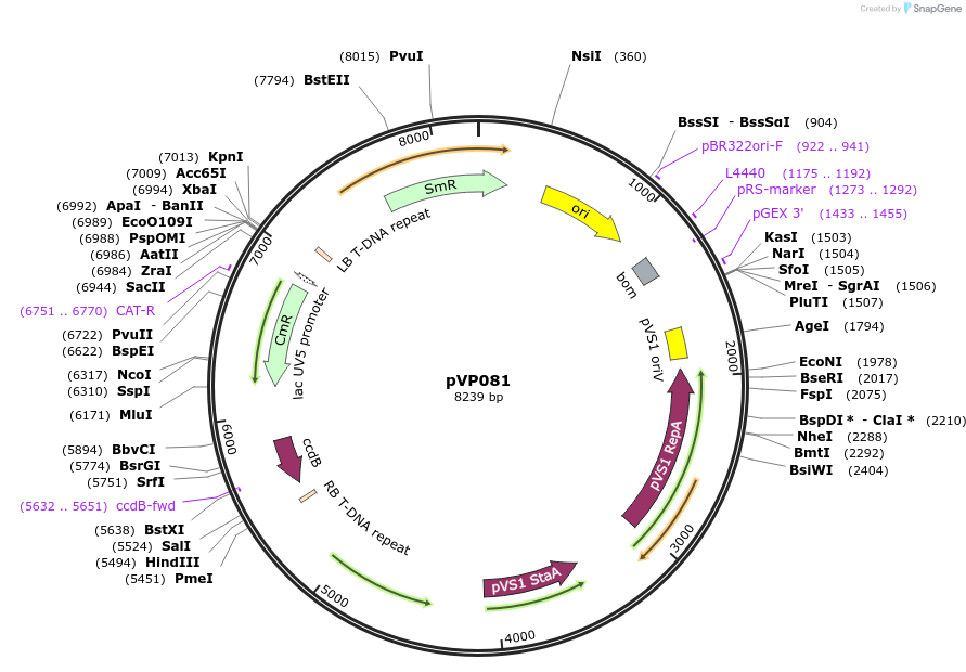 222033-plasmid-map-sequence-id-440970