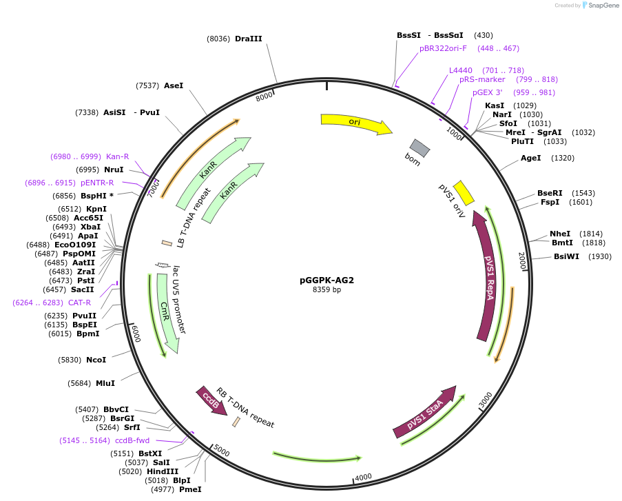 222027-plasmid-map-sequence-id-440973