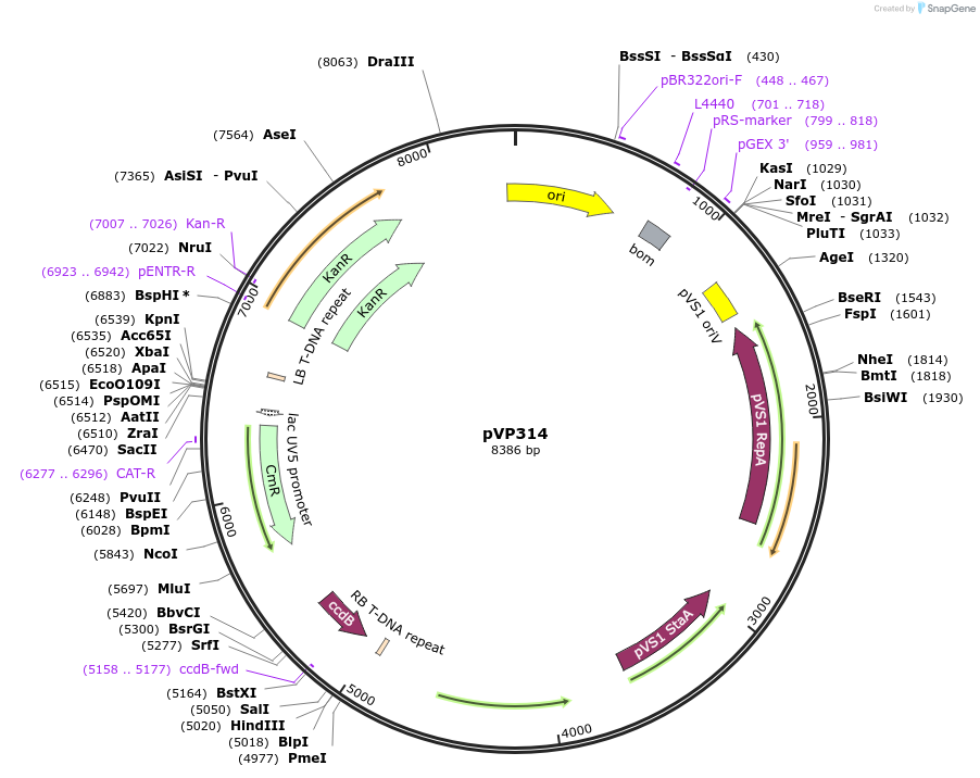 222073-plasmid-map-sequence-id-440979
