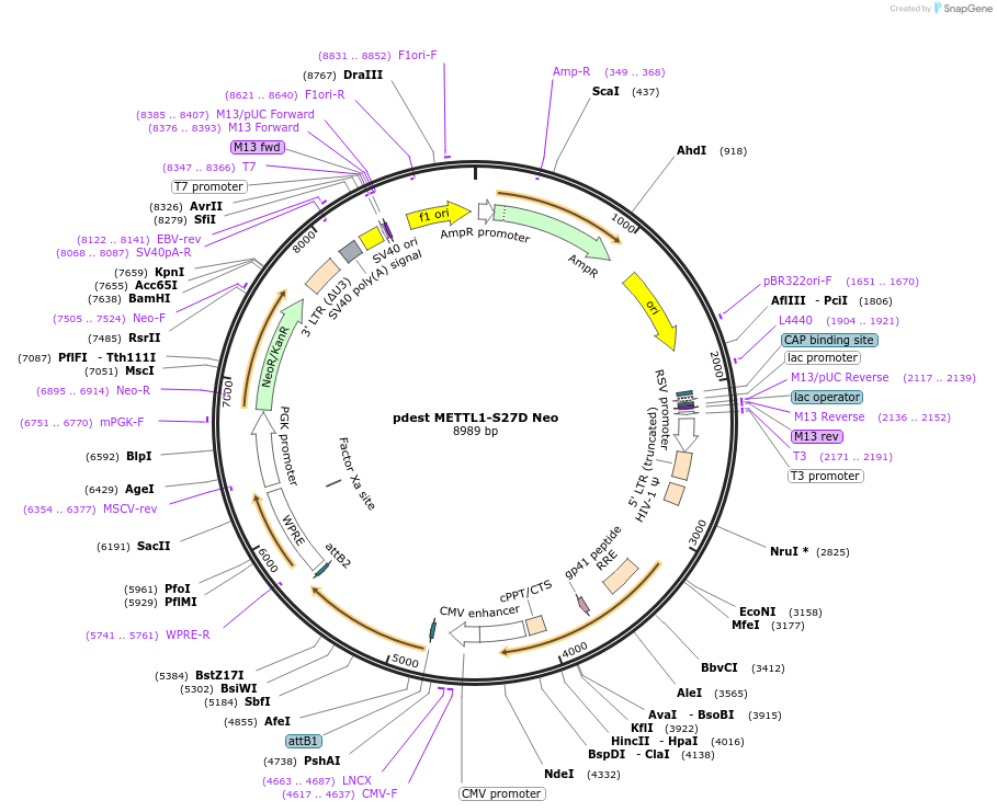 223060-plasmid-map-sequence-id-440988