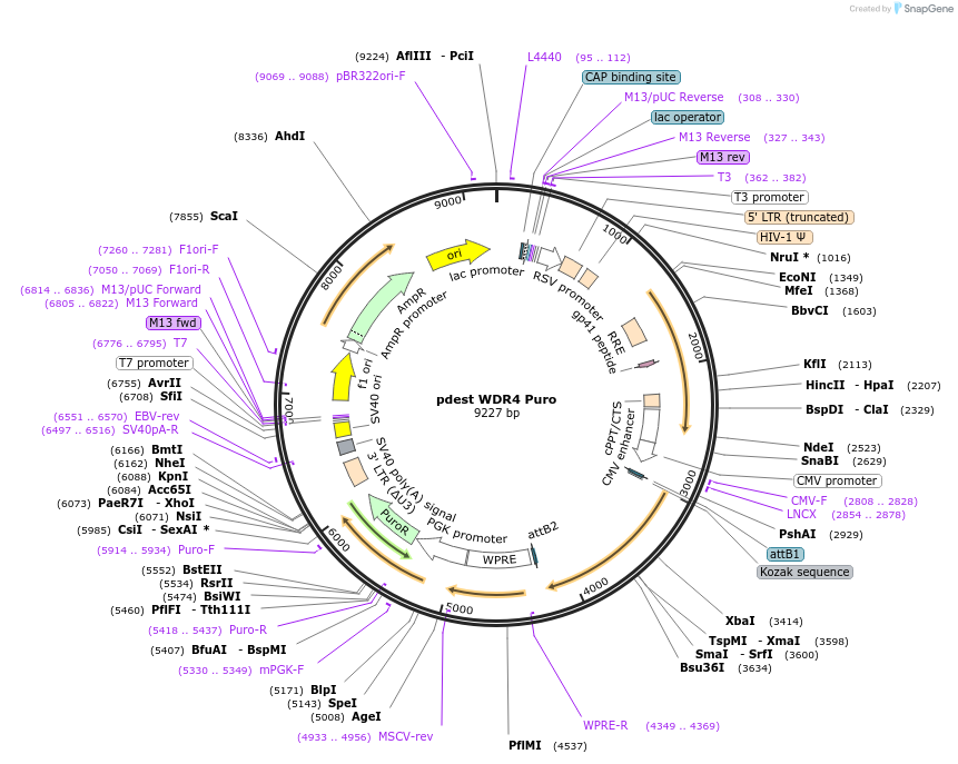 223062-plasmid-map-sequence-id-440994