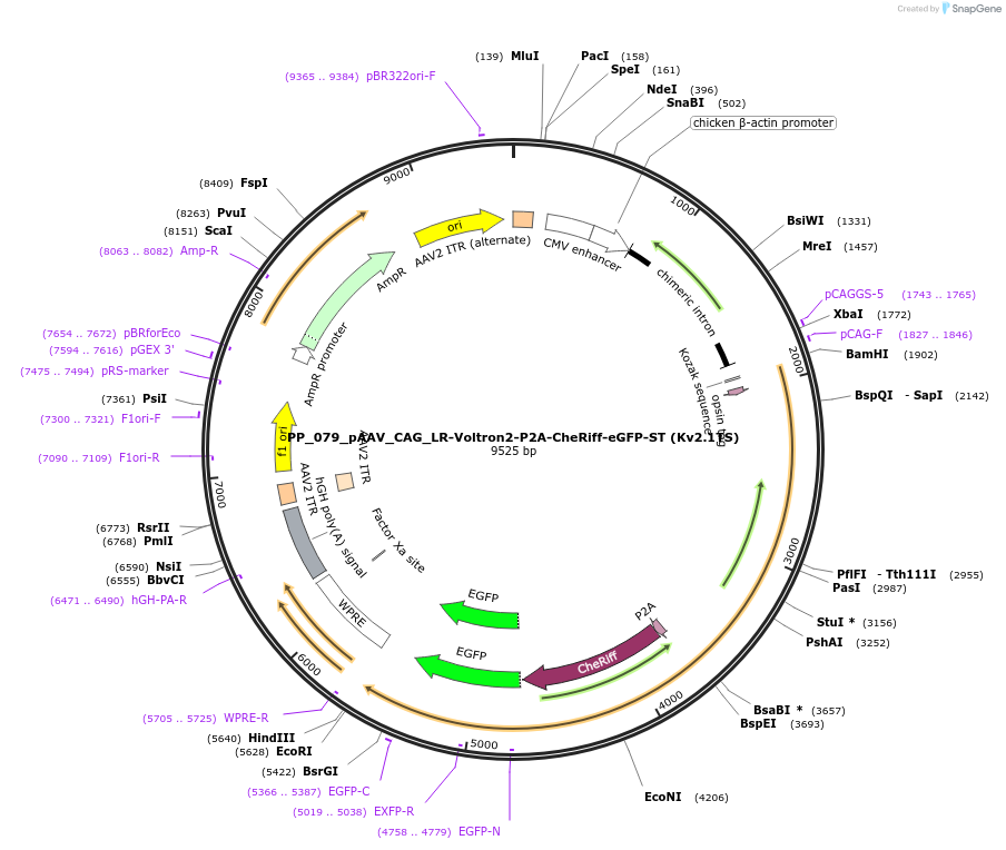 220931-plasmid-map-sequence-id-440996