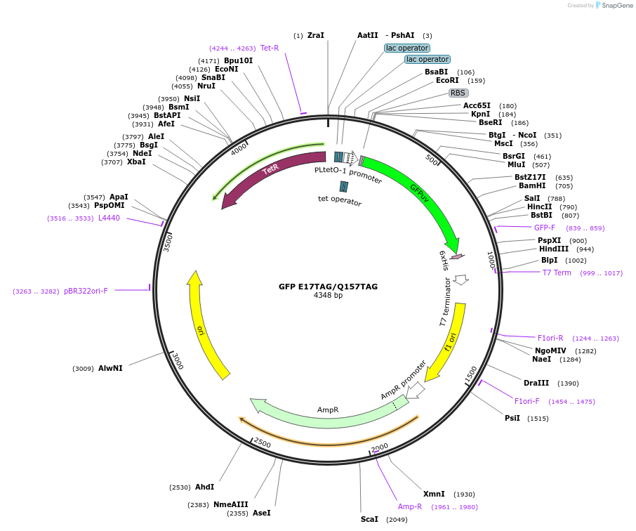 68299-plasmid-map-sequence-id-441002